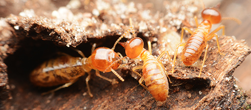 Carpenter Ants