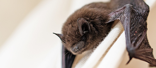 Bats