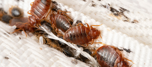 Bed Bugs