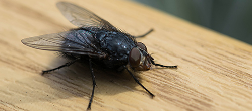 Cluster Flies