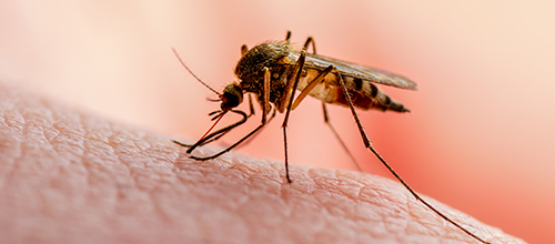 Mosquitos