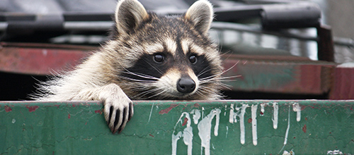 Raccoons