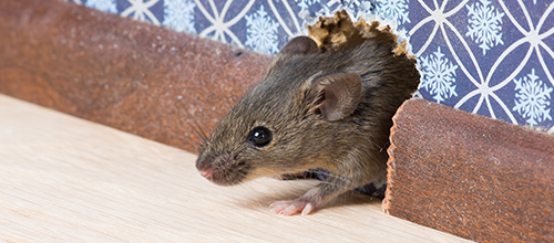 Rodents