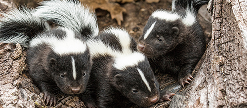 Skunks