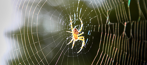 Spiders