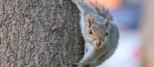 Squirrels