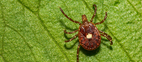 Ticks