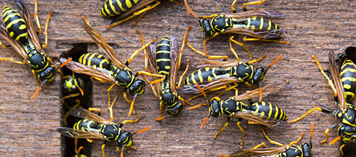 Hornets & Wasps