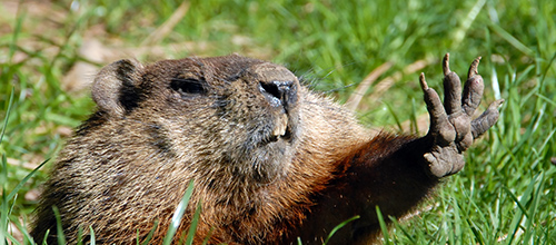 Woodchucks